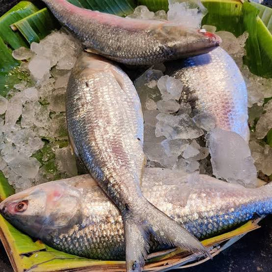 Fresh Hilsa ( Ilish)