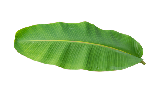 Banana leaf