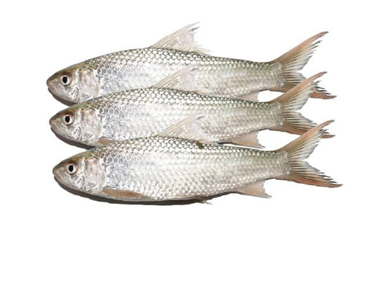 Fresh Bata mach medium size Fish