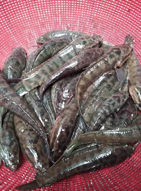 Fresh Taki mach (টাকি মাছ )