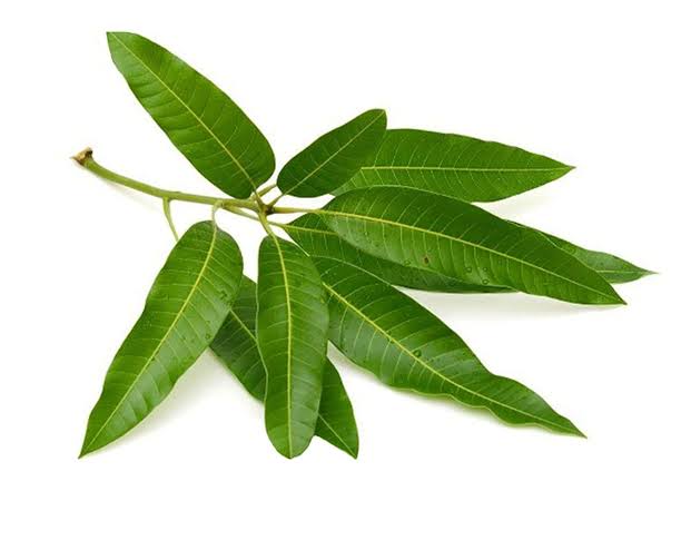 Mango leaves