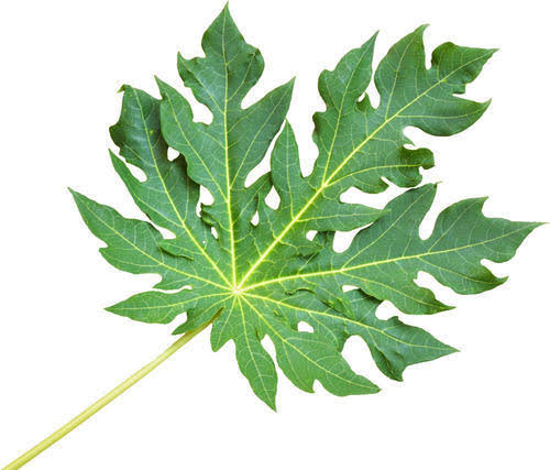 Papaya leaves 1pcs